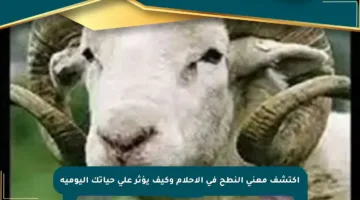اكتشف معنى النطح في الأحلام وكيف يؤثر على حياتك اليومية